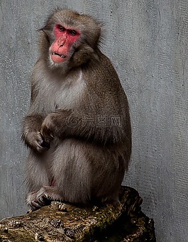 猴子,動(dòng)物,動(dòng)物園