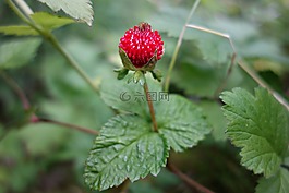 草莓,野草莓,植物