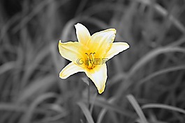 花,黃色花,盛開