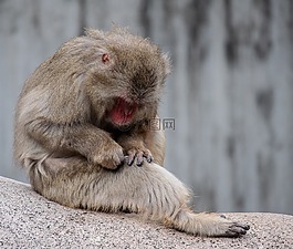 猴子,動(dòng)物,動(dòng)物園