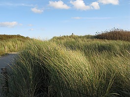 北海,沙丘,燈塔
