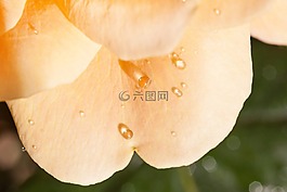 玫瑰,粉紅色,黃色