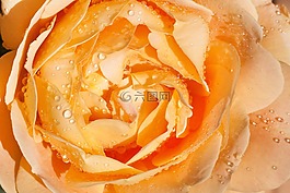 玫瑰,粉紅色,黃色