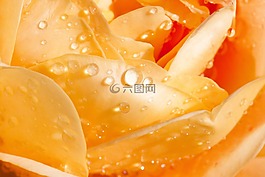 玫瑰,粉紅色,黃色