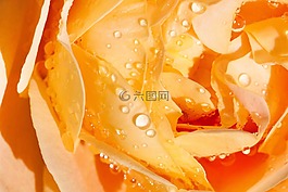 玫瑰,粉紅色,黃色