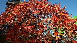 秋天的光芒,火熱,紅熱的