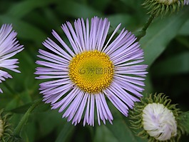 花卉,夏季,紫色