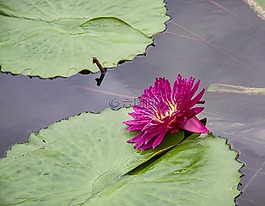 睡蓮,廠,池塘