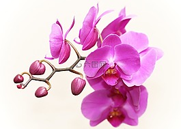 蘭花,廠,花