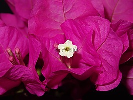 花,窗口,粉色