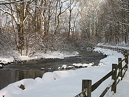 雪,樹,水