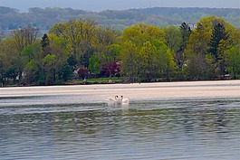 天鵝,公園,樹