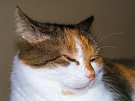 查看,眼,貓
