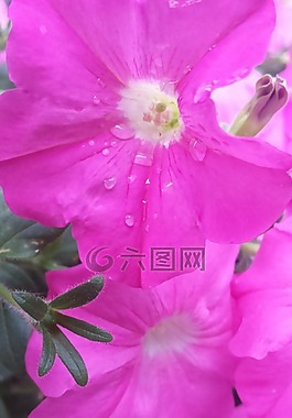 罌粟,花,盛開