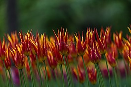 鮮花,郁金香,節(jié)日