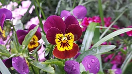 罌粟,花,盛開