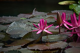 睡蓮,廠,池塘
