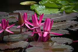 睡蓮,廠,池塘