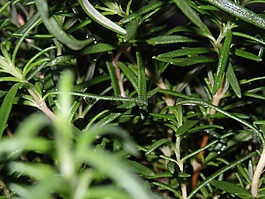 植物,迷迭香,玫瑰