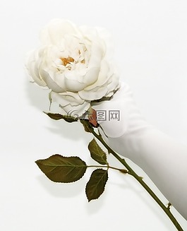 白玫瑰,手套,白