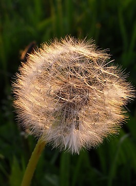 苦苣菜,蒲公英,przekwitni?ty花
