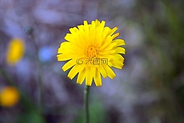 黃色花,自然,戶外