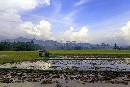 景觀,自然,稻田