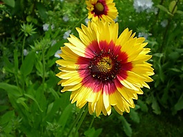 鮮花,萬壽菊,花園