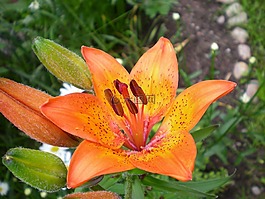鮮花,花園,橙色的花園