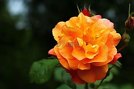玫瑰,花,愛情