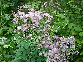 akelejruta,鲜花,花园