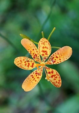 蘭花,花,開花