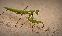 動(dòng)物區(qū)系,無脊椎動(dòng)物,昆蟲