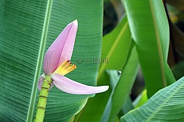 香蕉花,盛开,香蕉