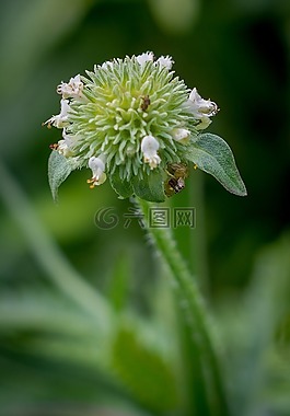 自然,植物區(qū)系,花