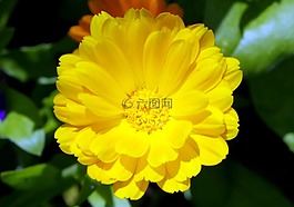 黃色,花卉,花