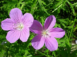cranesbill,鲜花,花园