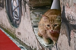 貓,tomcat的,街道