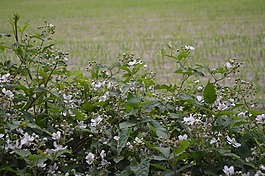 毛刺,黑莓開花,開花