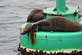 海獅,圣佩德羅港,海港