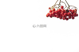 漿果,樹(shù),環(huán)境