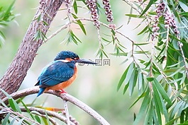 翠鳥,大自然,鳥