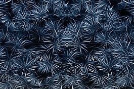 植物群,纏繞,分形