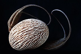 種子,舊,線路