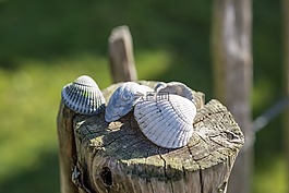 外壳,极点,木材