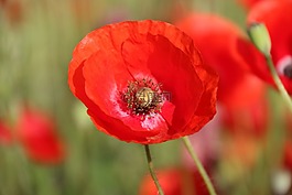 罌粟,klatschmohn,罌粟花