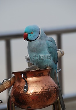 藍(lán)鸚鵡,papu?ka,鳥