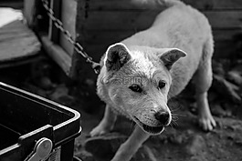 狗,小狗,動物