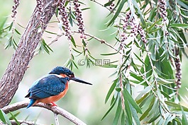 翠鳥,大自然,鳥
