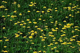 苦苣菜,蒲公英,草甸